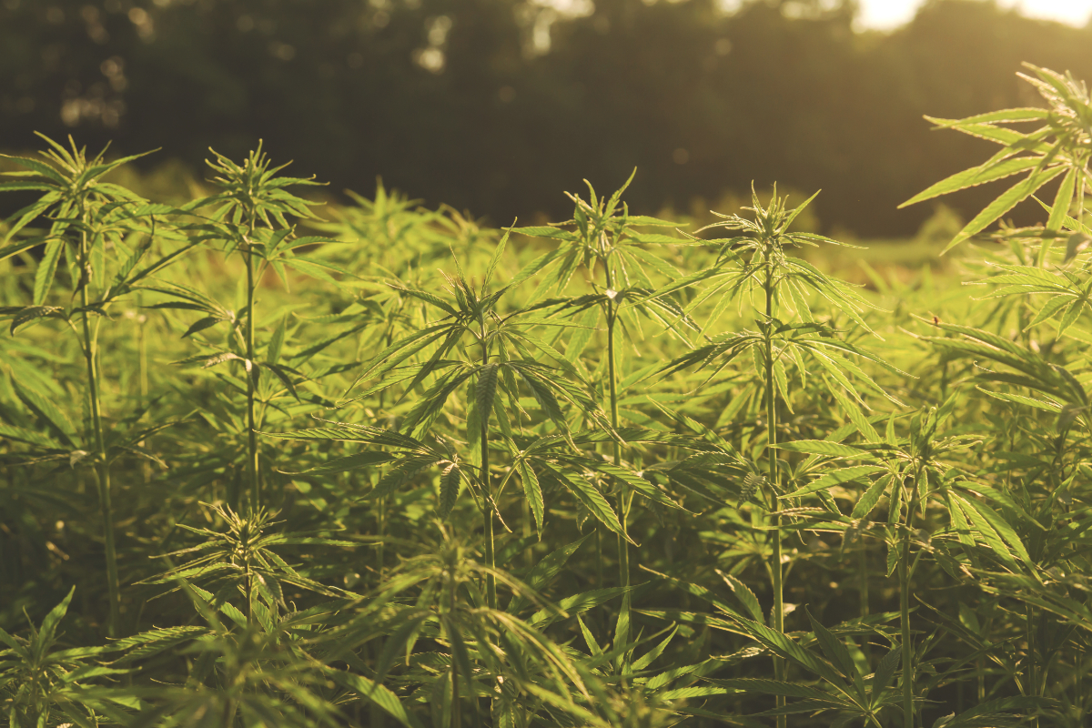 USDA Publishes Final Rule for Hemp Production