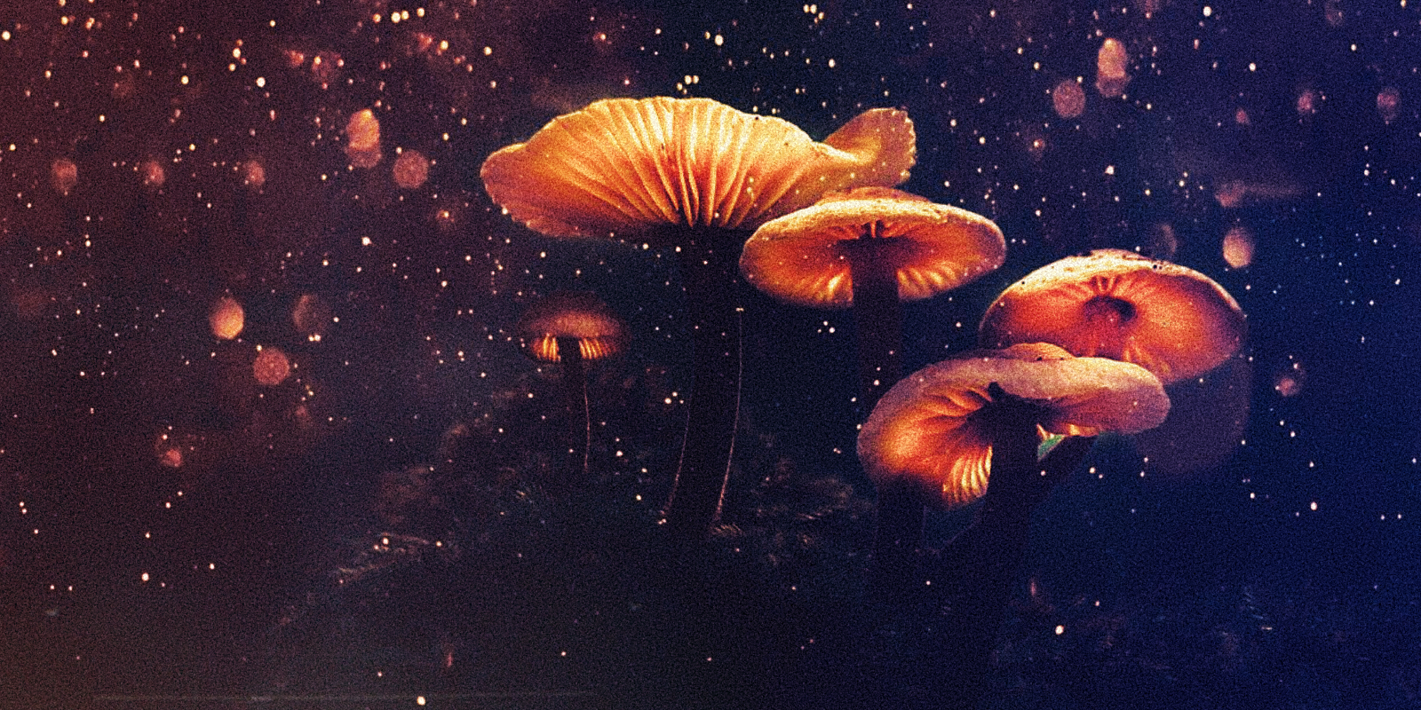 Legal Psychedelic Mushrooms may be on their way to Hawaii