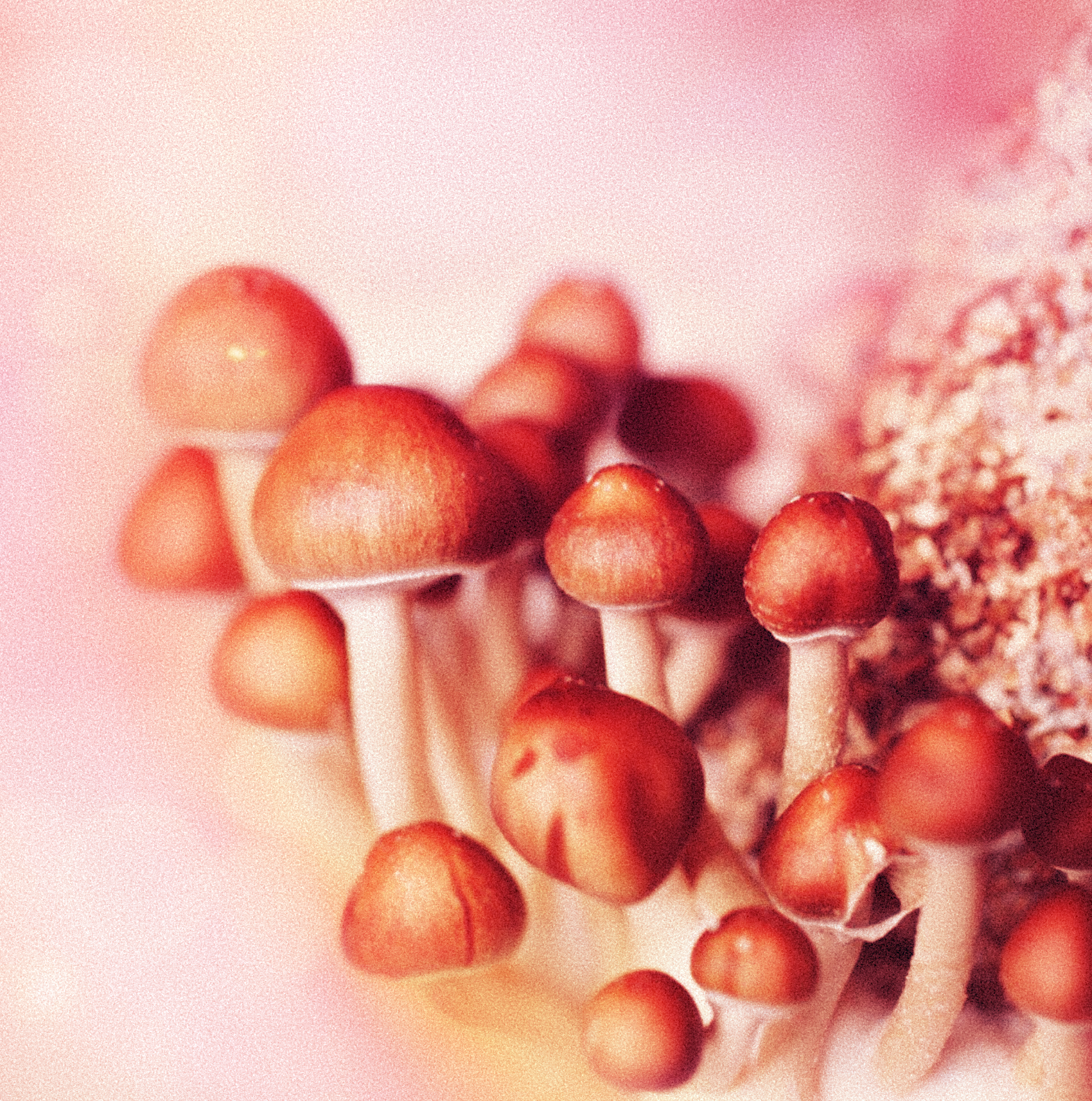 New California bill tackles legal psychedelics