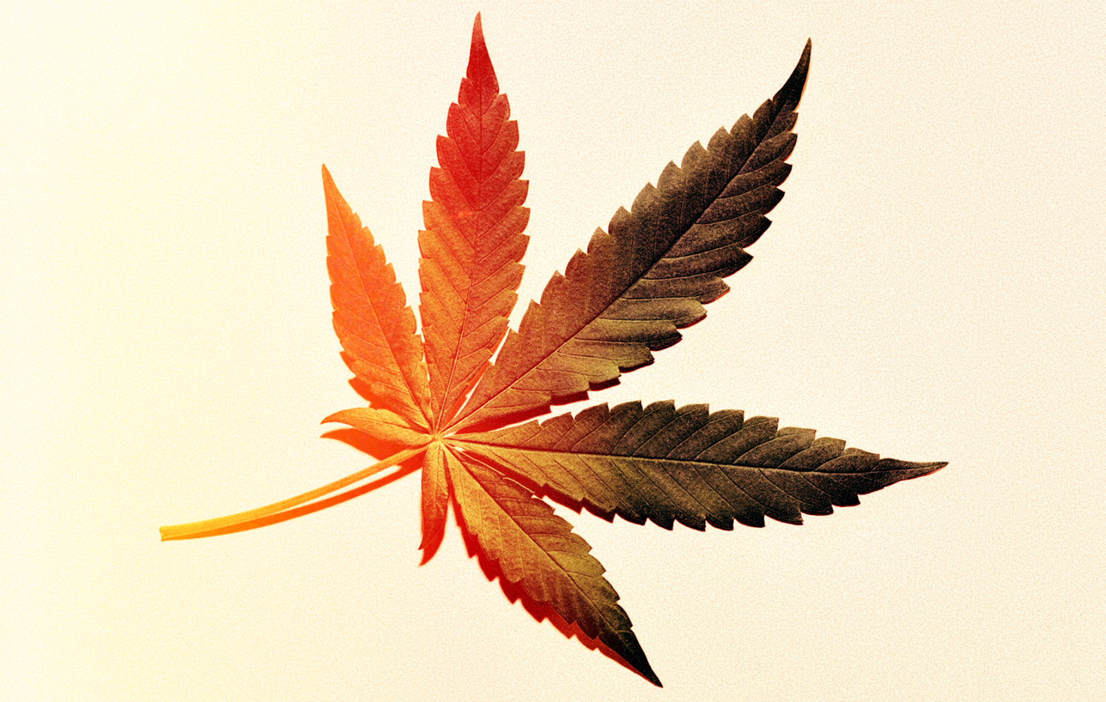 Legal Marijuana more popular than higher minimum wage