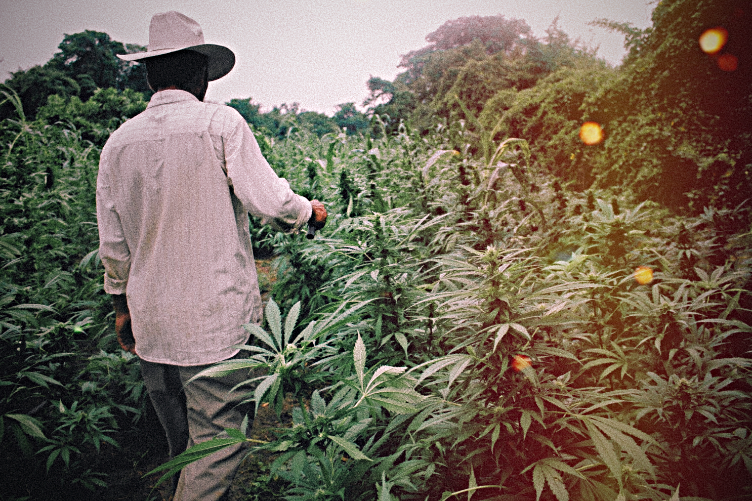 Mexico close to decriminalizing marijuana