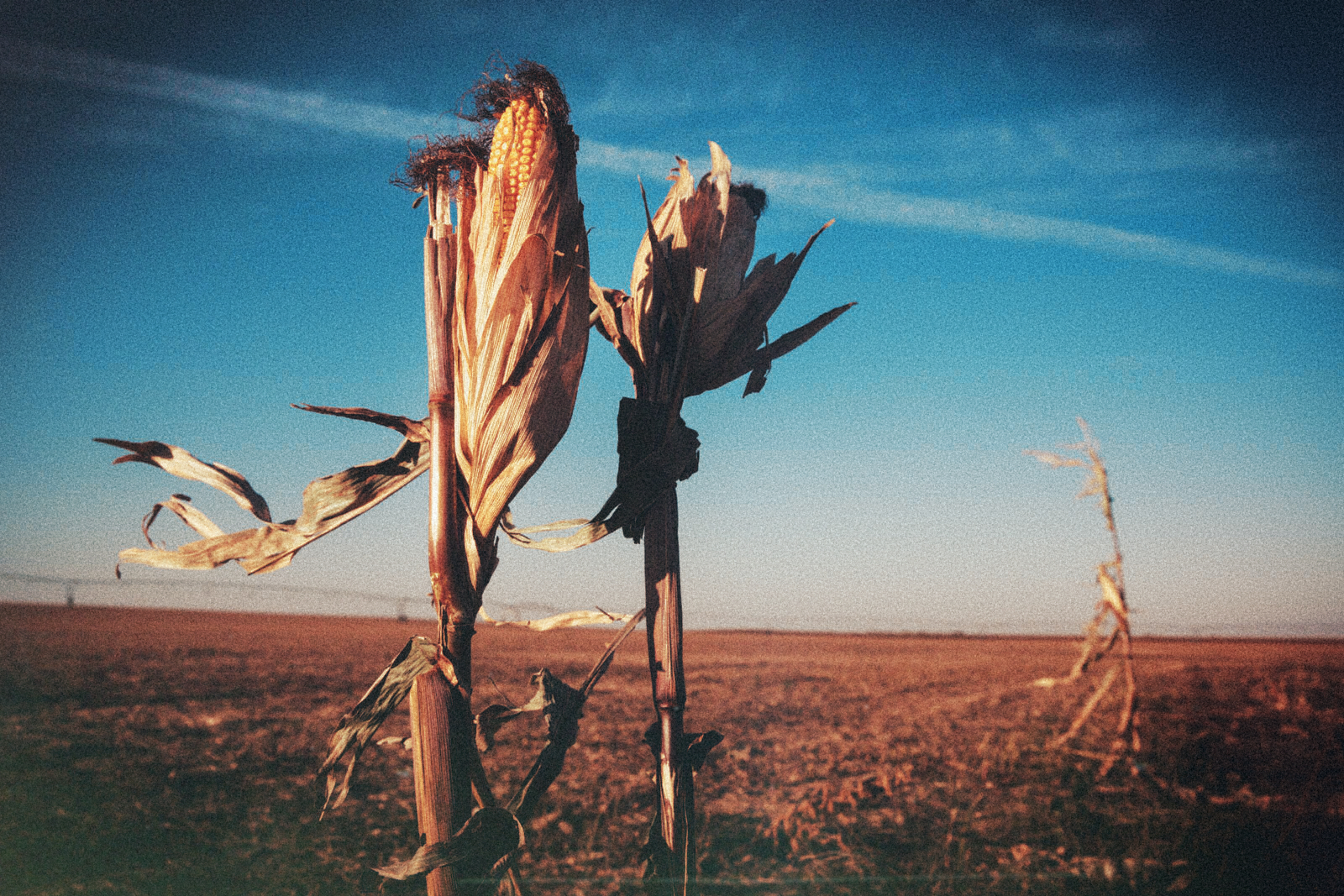 Gov Ricketts is mad at weed.