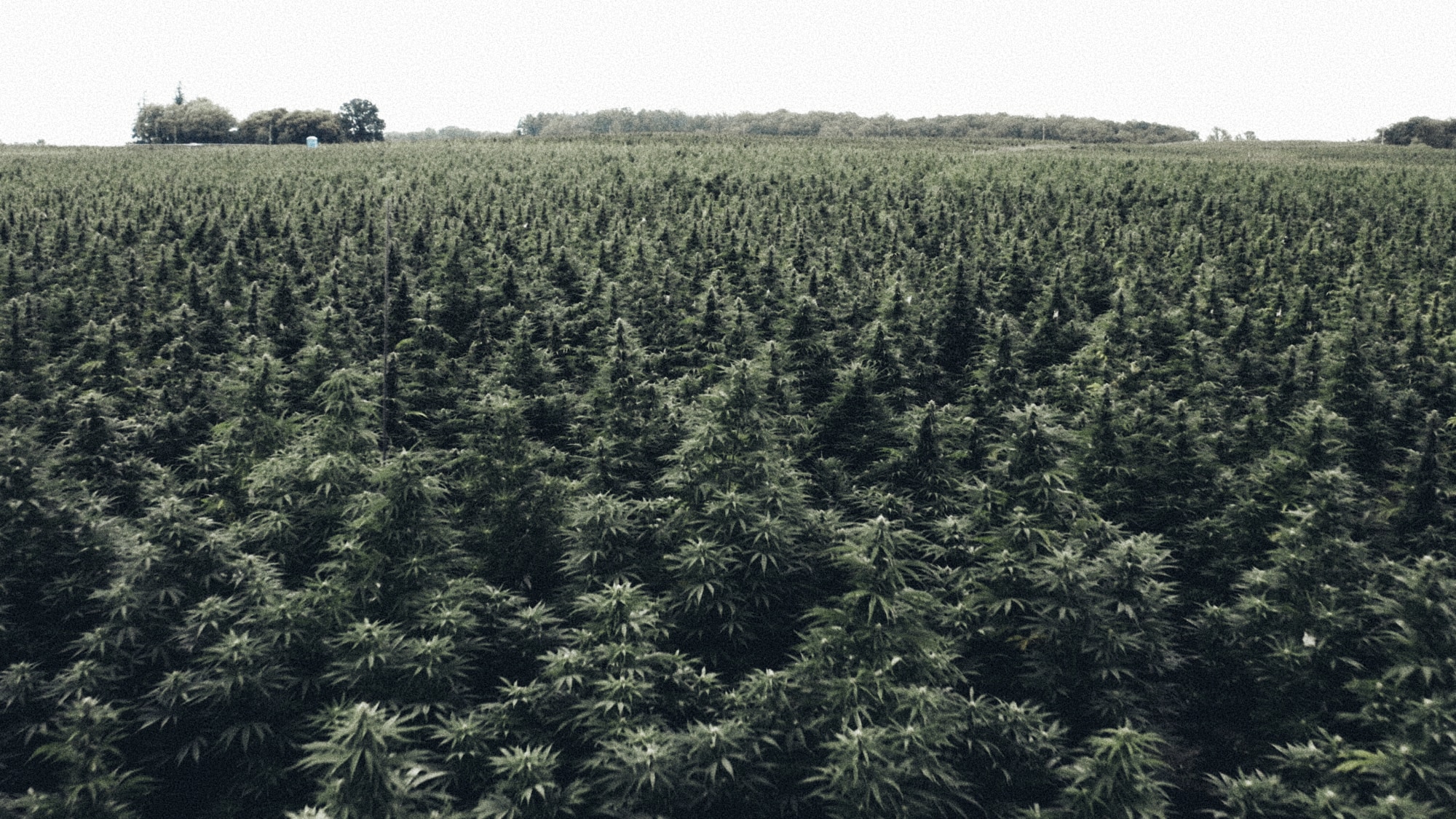 Some complications after weed legalization