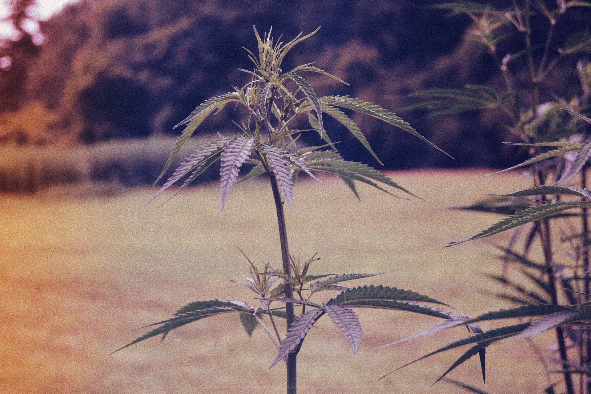 Indigenous Tribes in New York are getting into the Cannabis industry