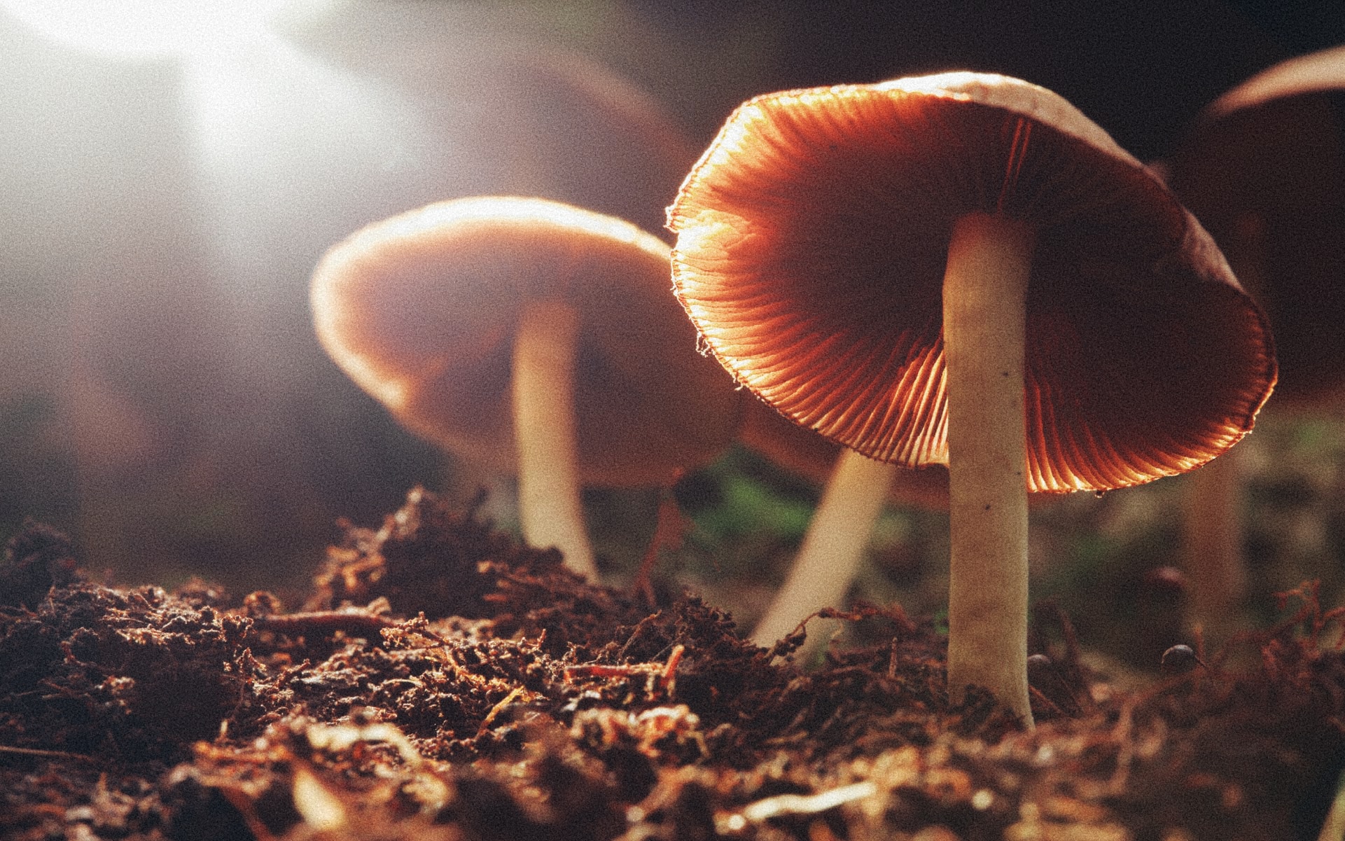 Maine hoping to legalize Psilocybin Therapy