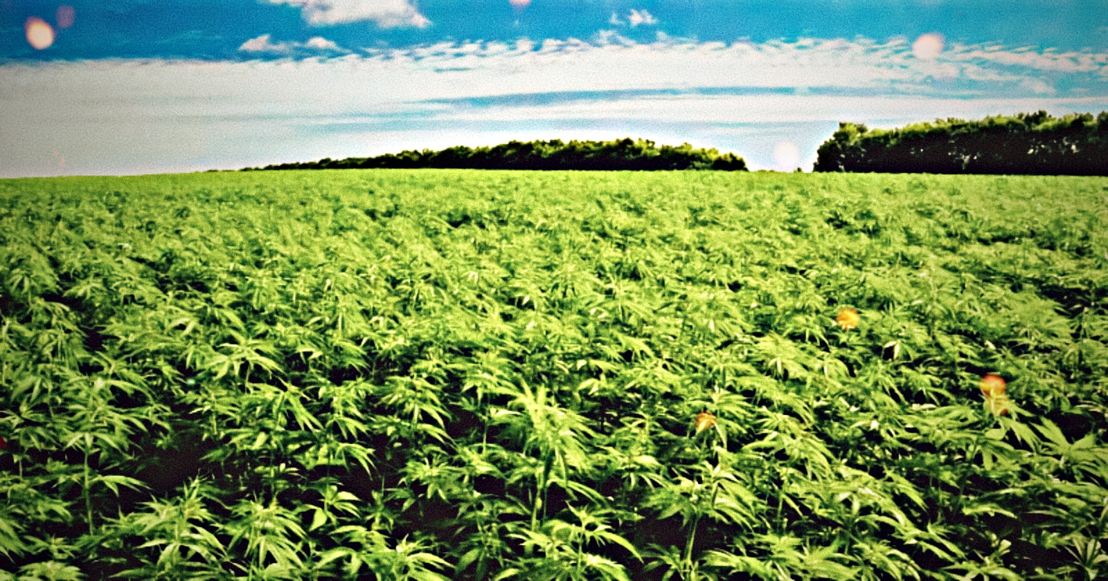 $7.9 Billion in Tax Revenue from Weed so far