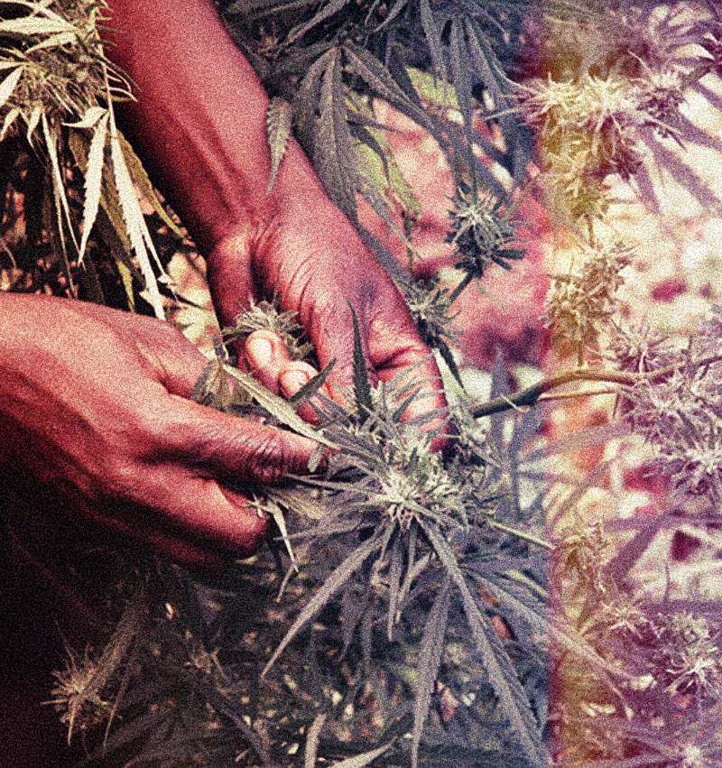 African country Malawi switching to cannabis growth after tobacco sales are deflating