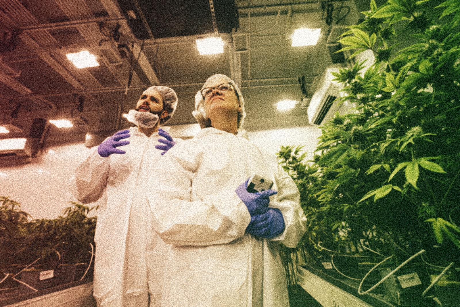 Researchers to be given more access to marijuana