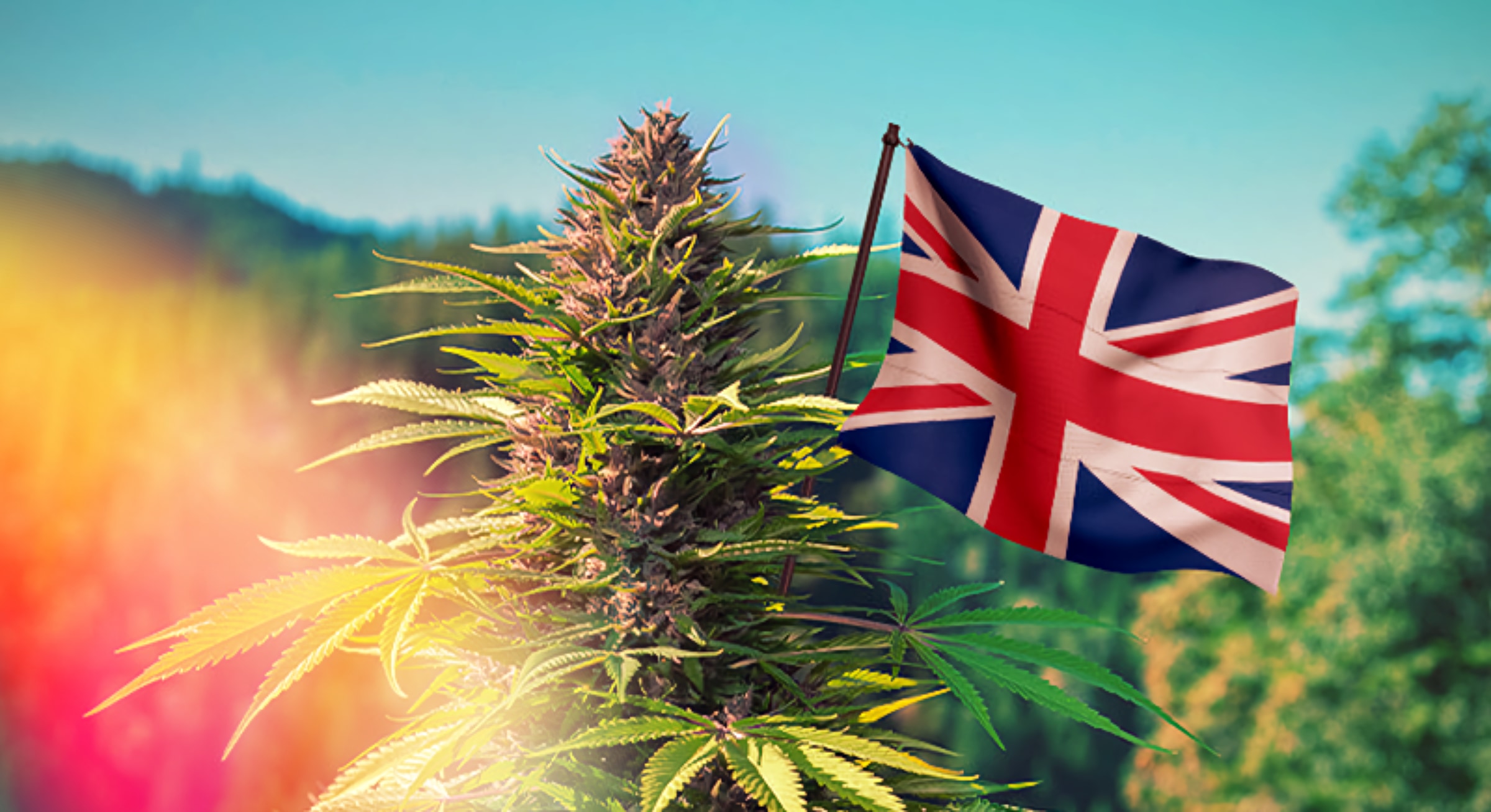 International Cannabis: UK