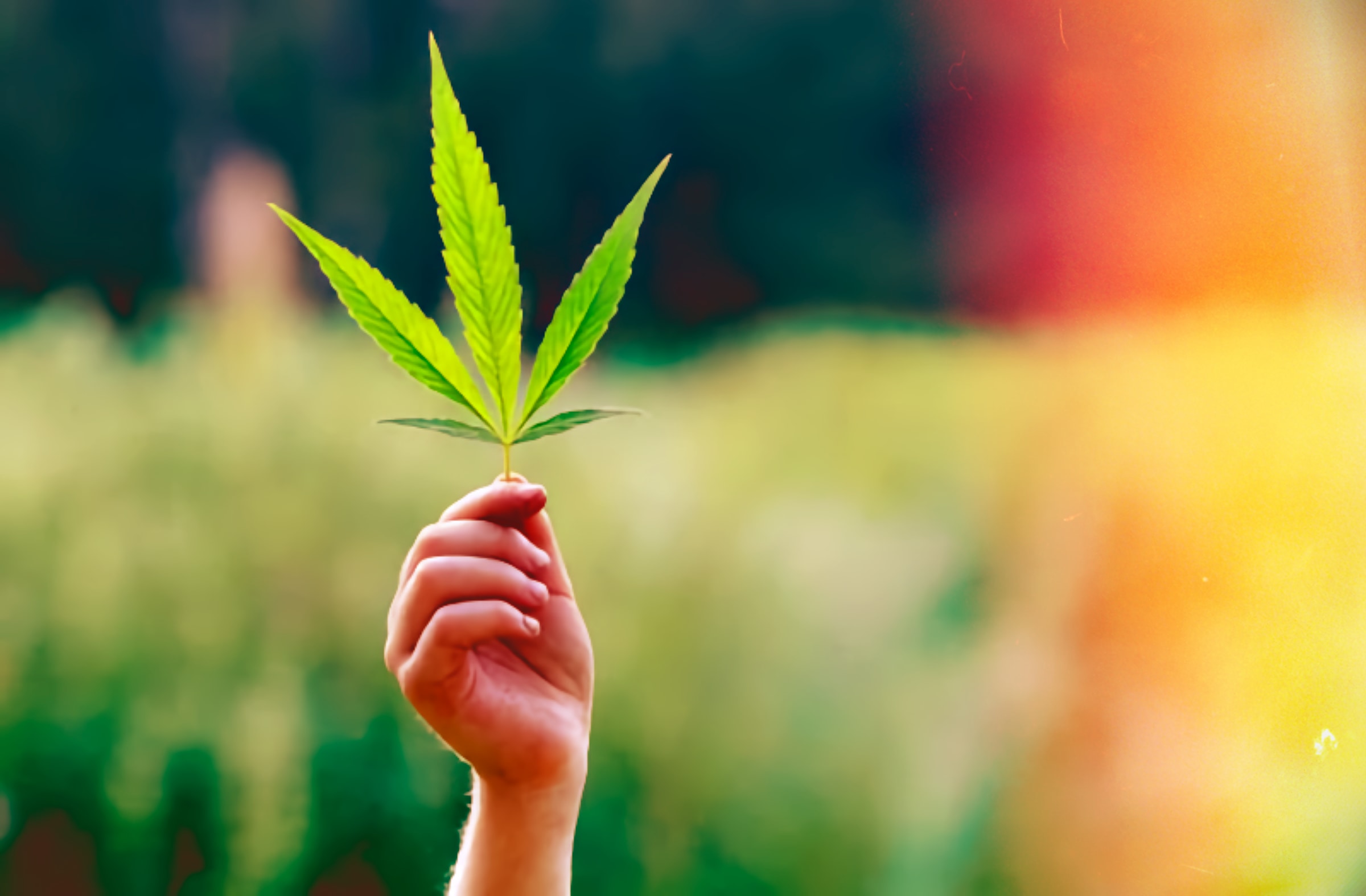 Marijuana: The Origin Story