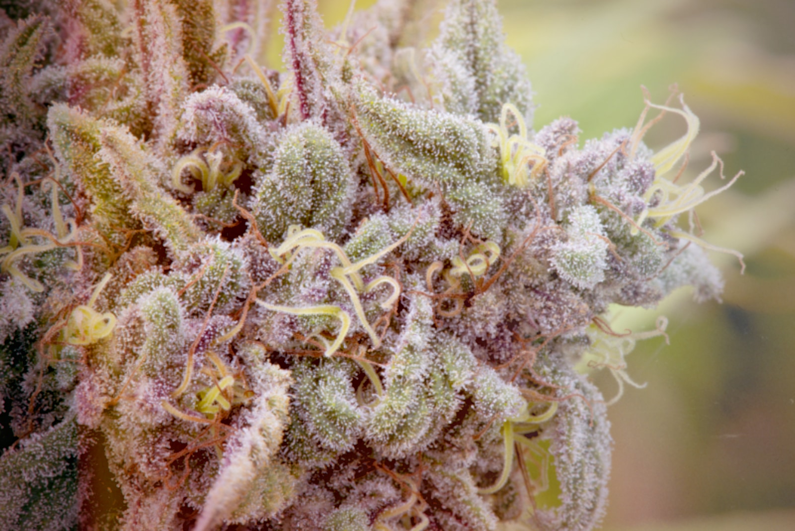 Can we maximize pain reduction from Marijuana?