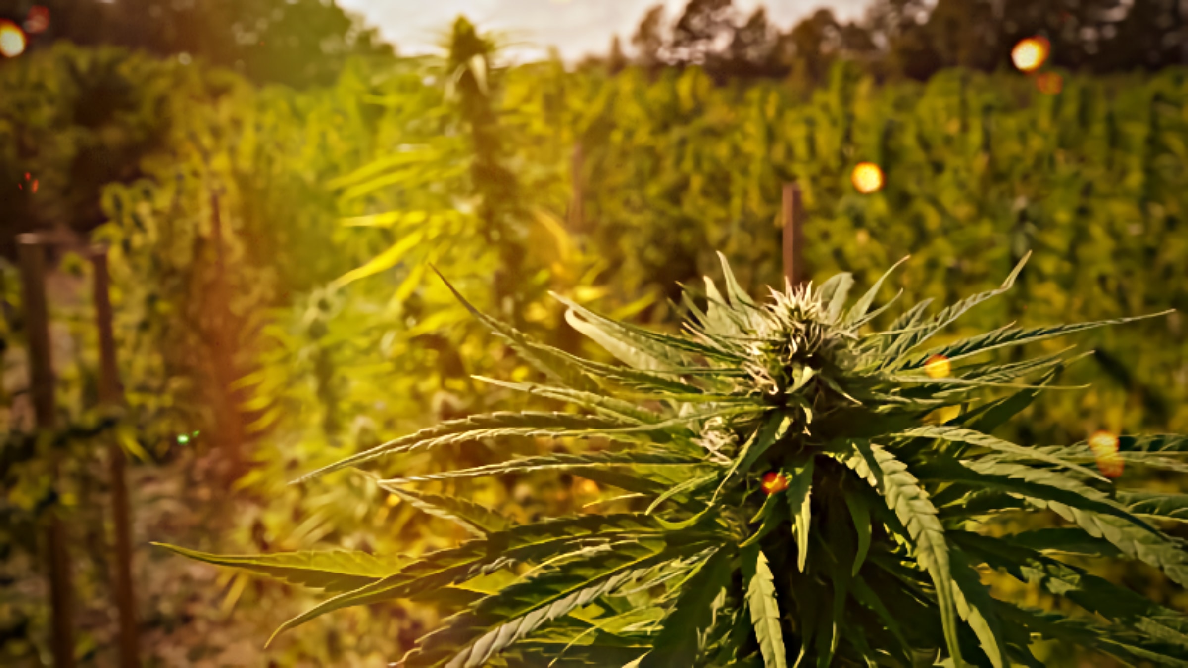 Cannabis Farms Thriving in the Extraordinary Canadian Heat