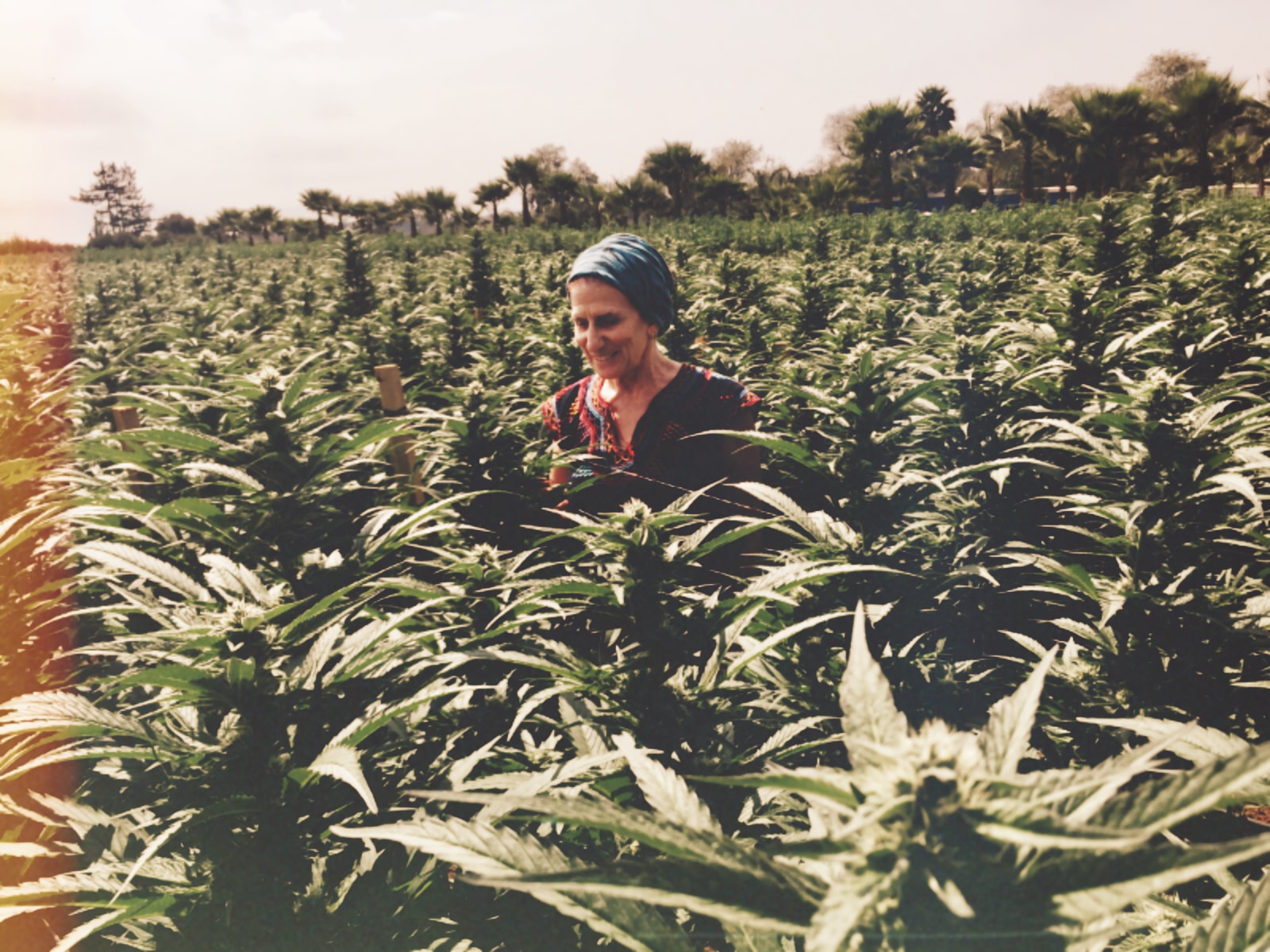 Wholesale Prices for Weed are Way Down, alarming growers