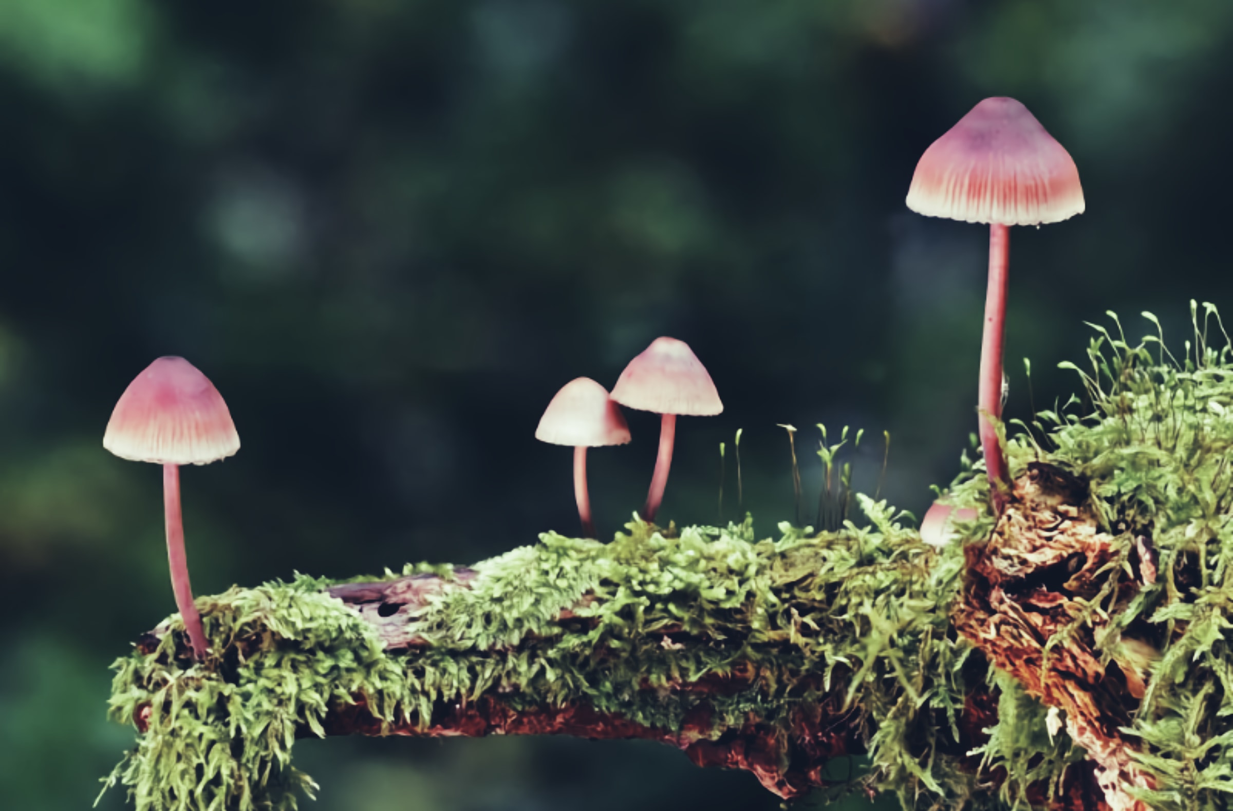 Legal Psychedelic Bill in California gets pushed to next year