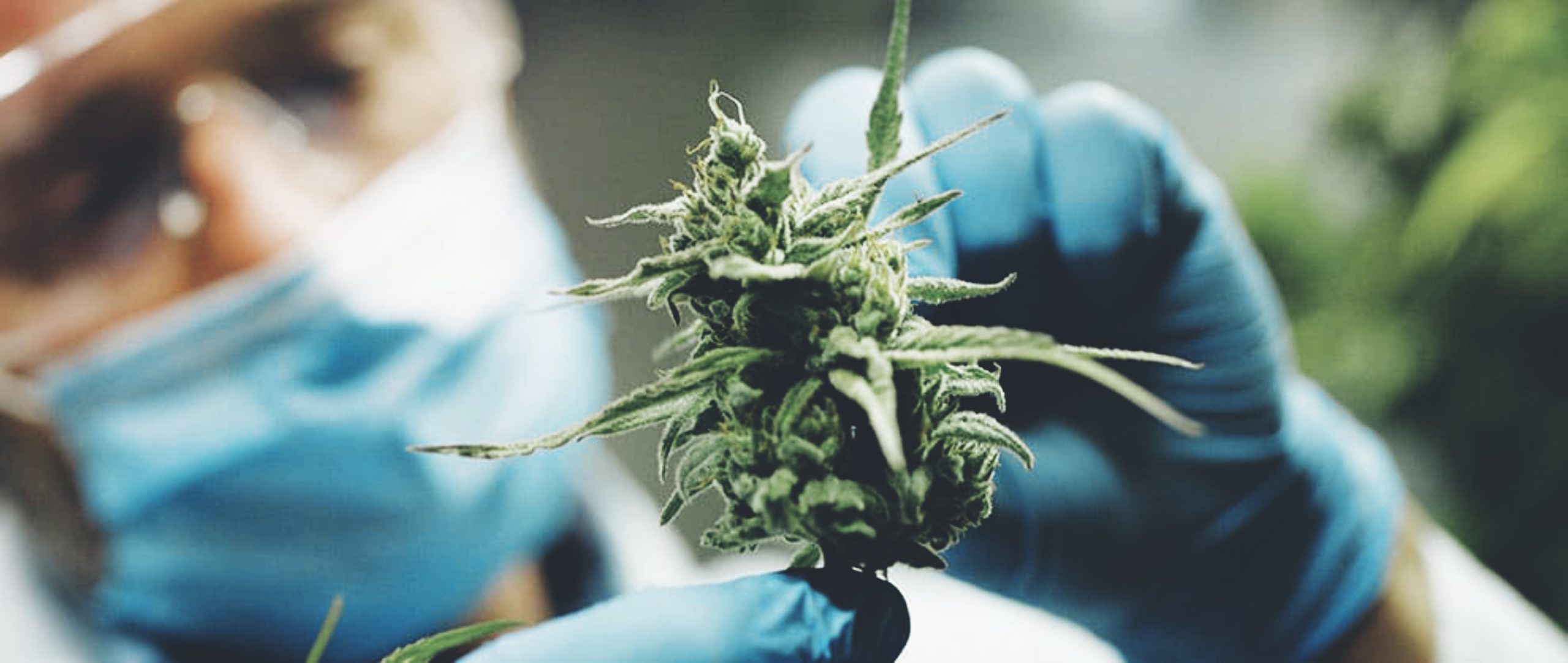 Cannabis Research is about to become much more popular