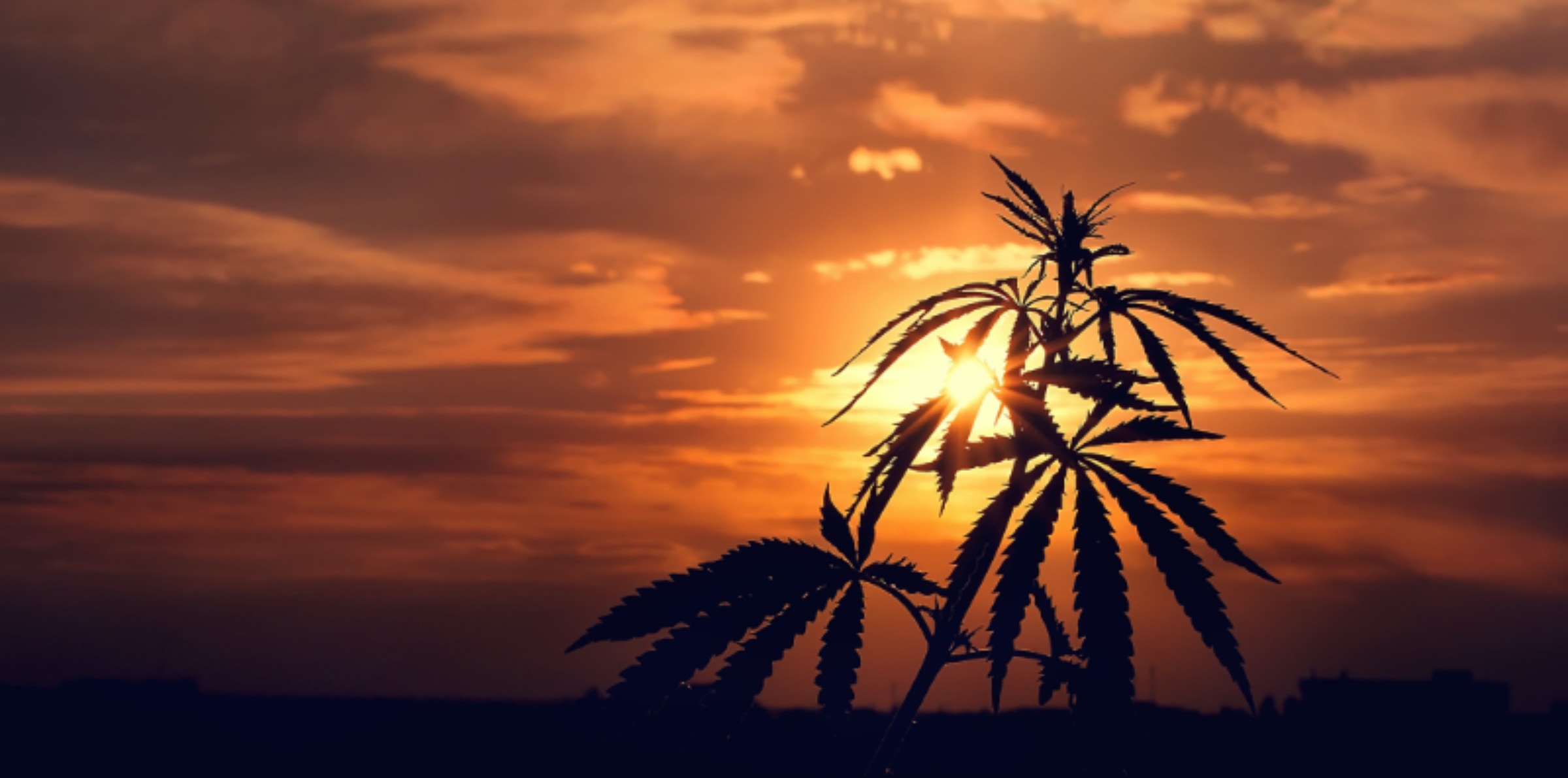 Indigenous tribes in NY are way ahead when it comes to Marijuana