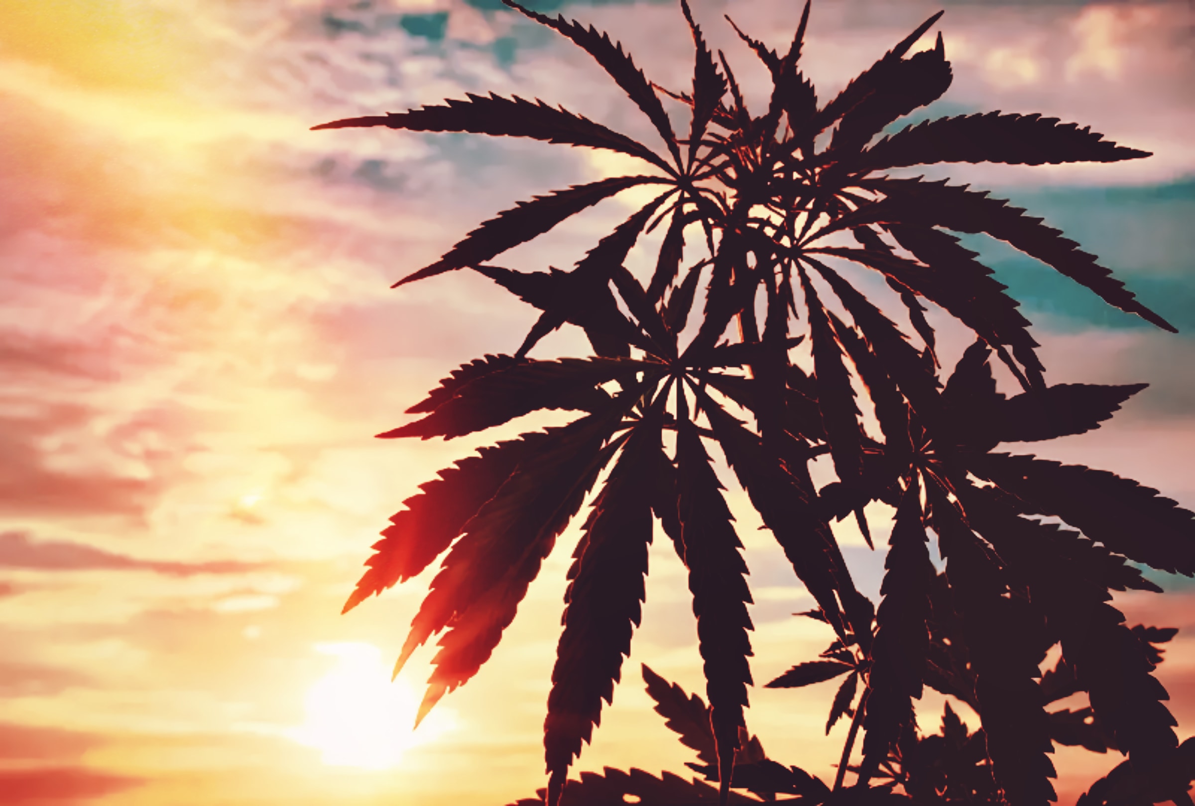 California made BANK in marijuana tax revenue this fiscal year