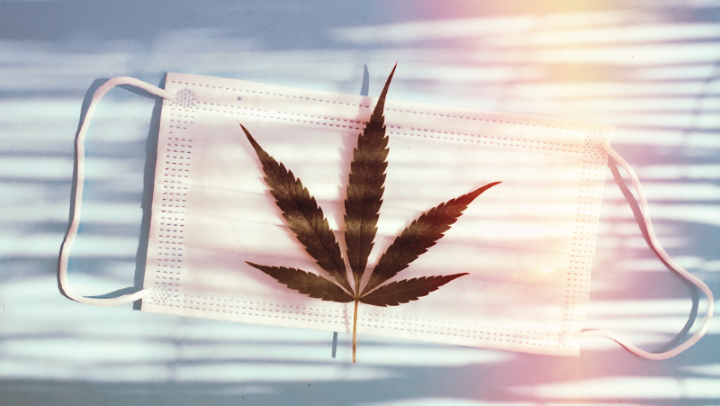 Cannabis potentially reduces Covid Risk