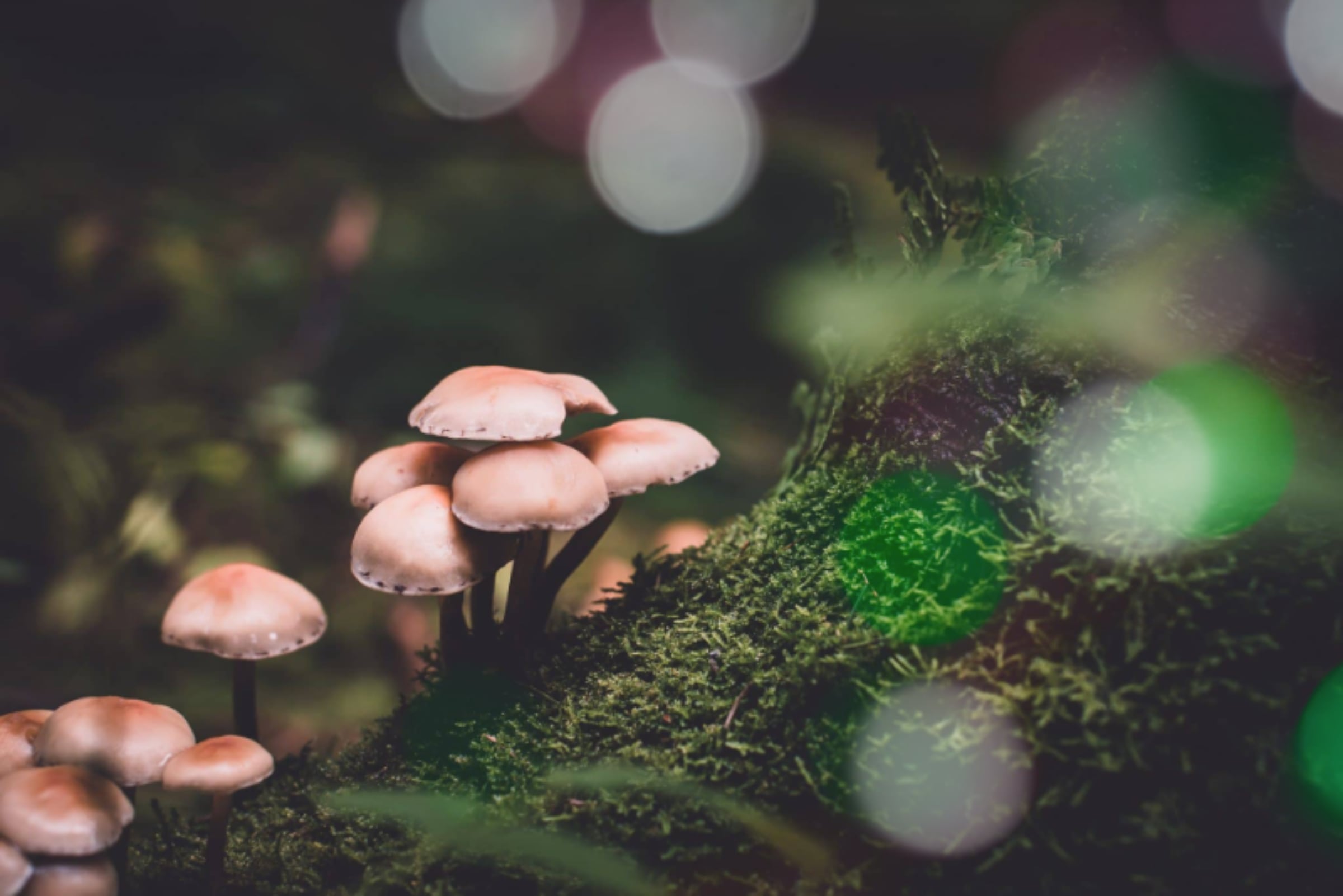 Psilocybin updates across the US