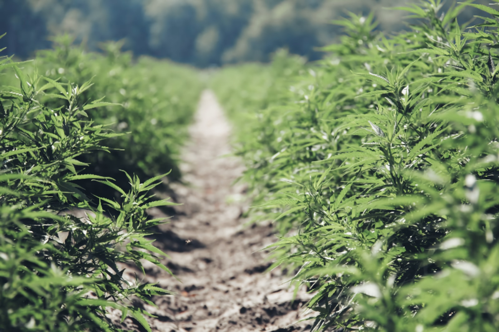 New York Hemp Operators Accused of $15 million Fraud