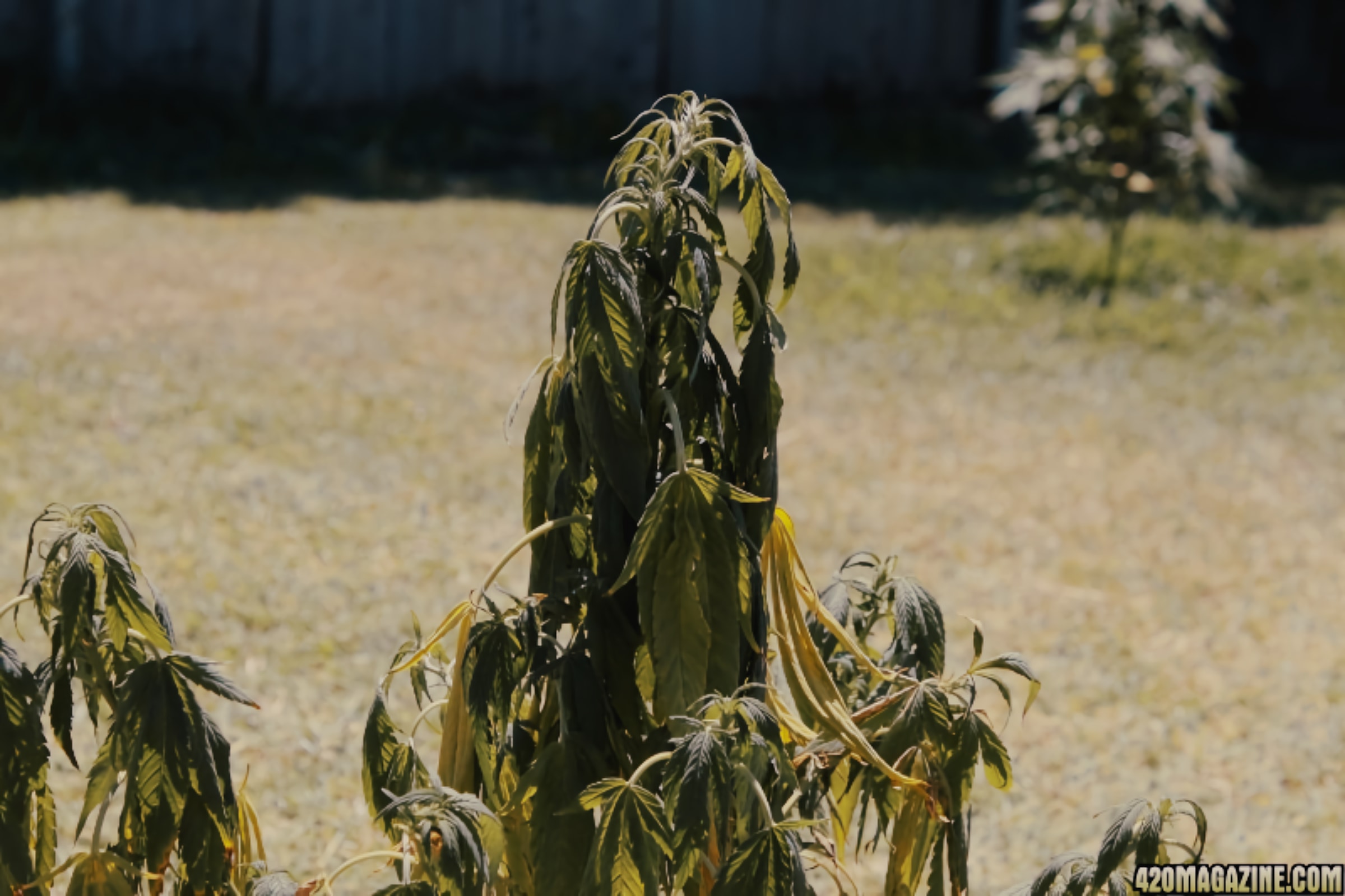 Marijuana Sales are slipping