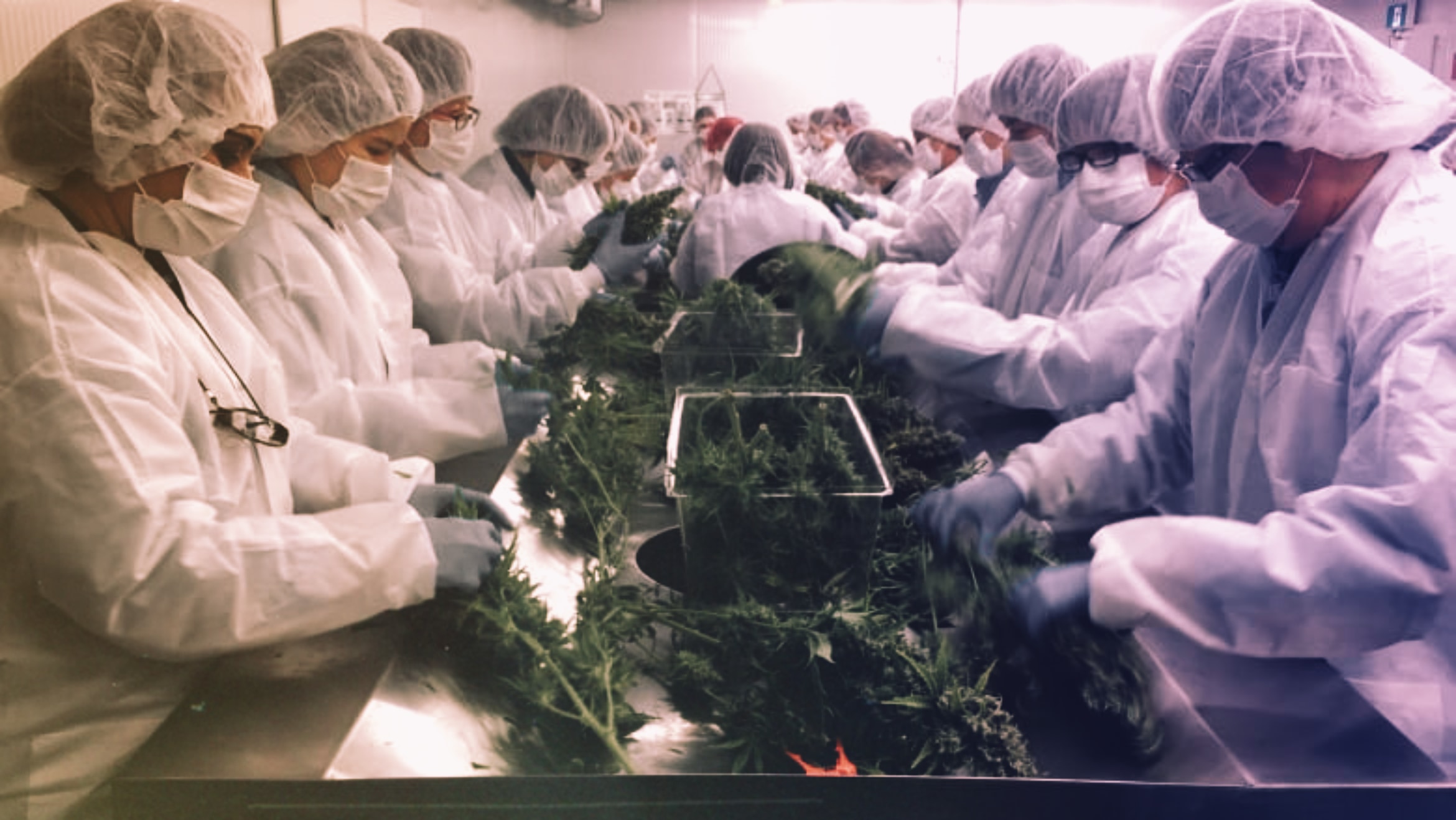 Big Marijuana Recall happening in Michigan