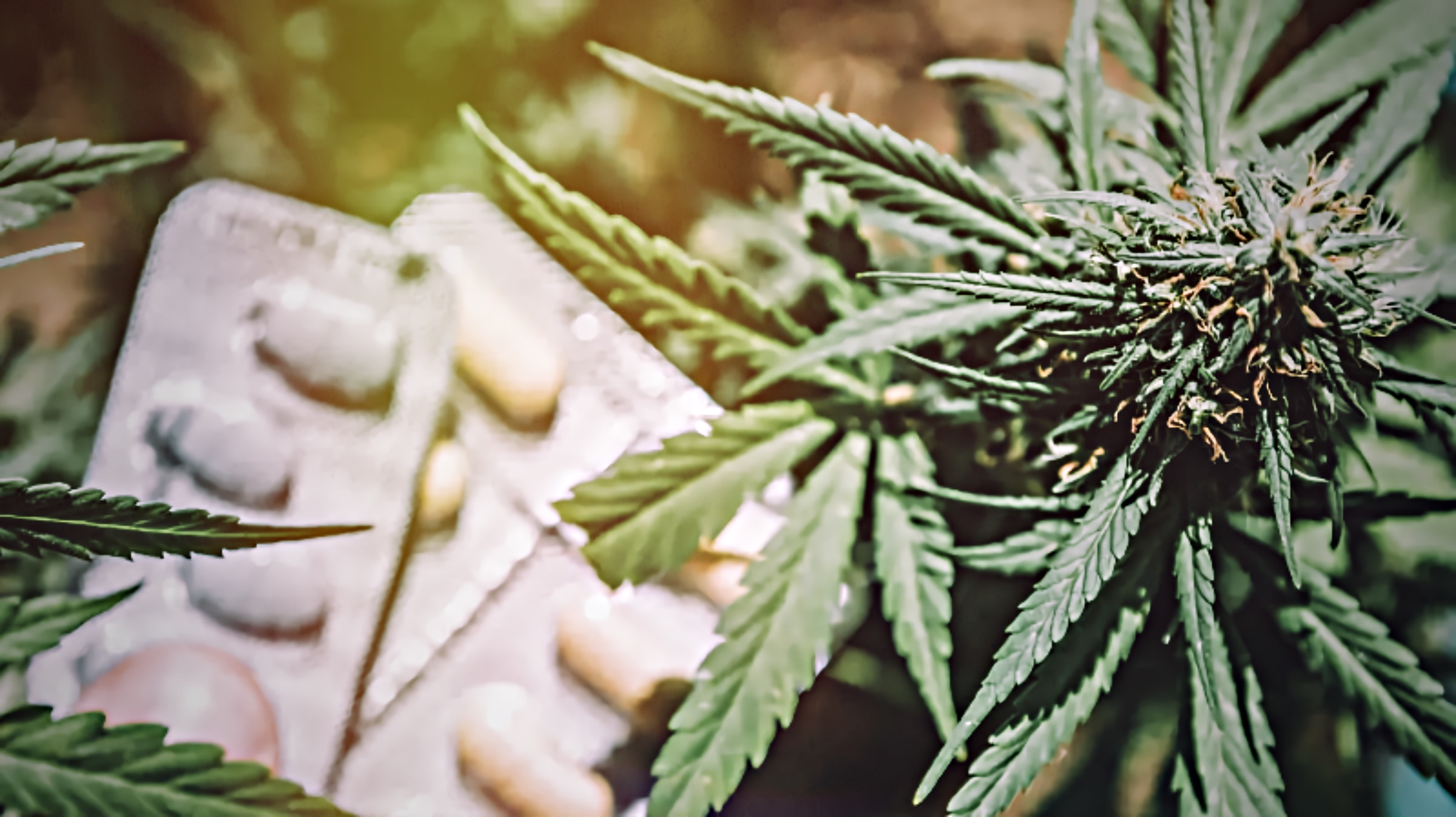 93% of Pain Patients stop Opioid Use after Access to Marijuana