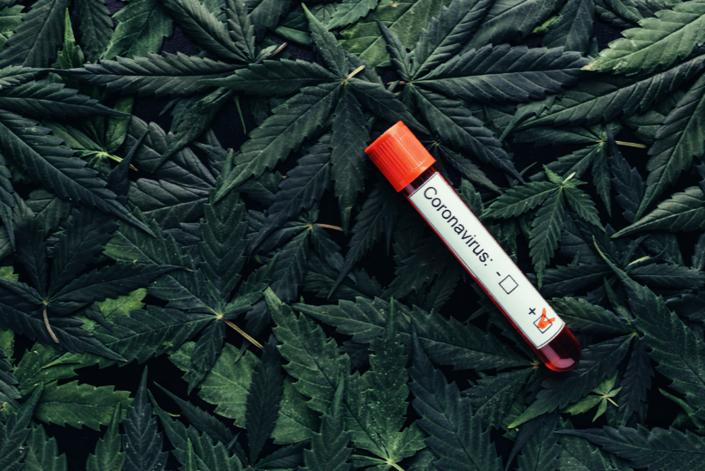 Preclinical Trials will happen soon for Hemp that battles Covid-19