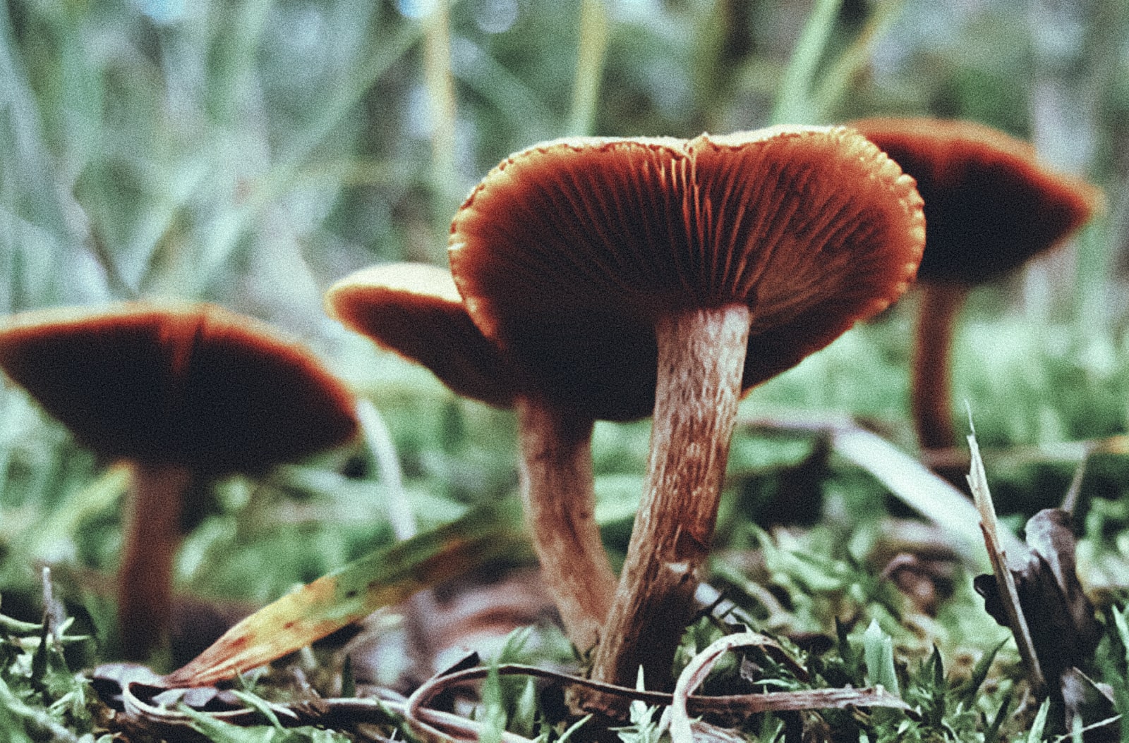 Connecticut may soon be getting Psychedelic Therapy