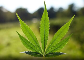 It’s Getting Messy in Florida’s effort to stop weed legalization