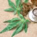 New Study Shows Promise For Marijuana As a Possible ‘Anticancer Agent’