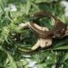 Is Biden Pardoning Marijuana Prisoners or what?