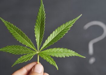 Where does marijuana stand in the polls?