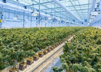 New Study Shows Food Service, Hospitality, Construction Workers Have The Highest Levels of Cannabis Consumption