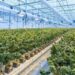 New Study Shows Food Service, Hospitality, Construction Workers Have The Highest Levels of Cannabis Consumption