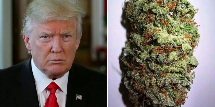 What Trump’s Second Term Means For The Marijuana Industry