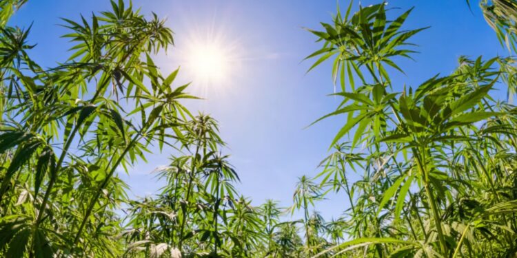 California had the “best harvest season” this year