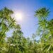 California had the “best harvest season” this year
