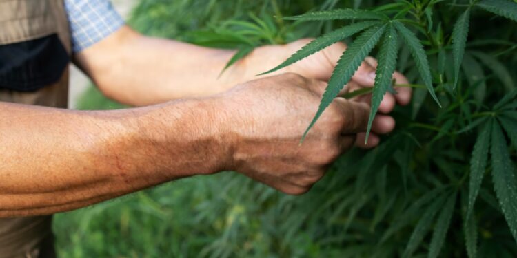 Missouri made Three Times more in tax revenue from cannabis than expected