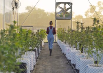 Cannabis and its Connection to Creativity