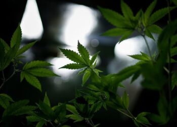 DEA May Oppose Rescheduling Marijuana