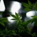 DEA May Oppose Rescheduling Marijuana