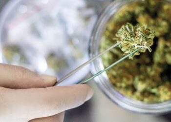Cannabis Testing Fraud Coming from New York
