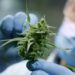 Cannabis Studies at risk due to Trump’s Research Cuts