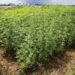 Florida Lawmakers Looking To Tighten Restrictions On Hemp