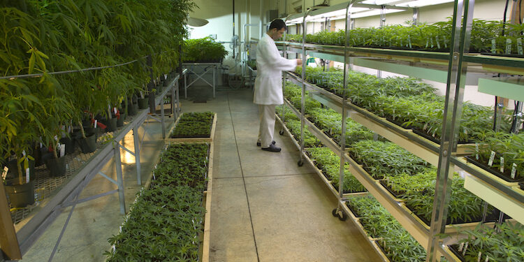 University Of Mississippi Selected To Host National Institute Of Health’s Newest Cannabis Lab