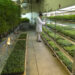 University Of Mississippi Selected To Host National Institute Of Health’s Newest Cannabis Lab