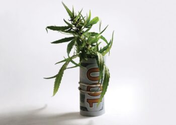 What does 2025 have in store for cannabis?