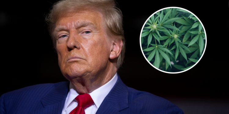 Trump Blames Cannabis Decriminalization for Possible ‘Disorder’ In DC