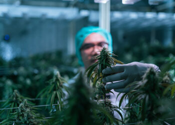 DEA Now Promoting Claim That Cannabis More Likely To Cause Psychosis Than Meth